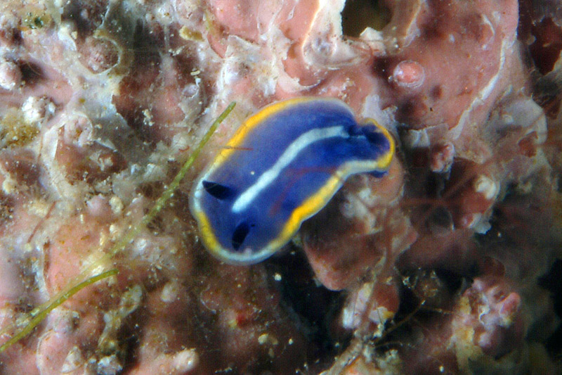 Hypselodoris tricolor